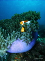 Nemo foto taken In Badi Island