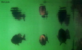 3 black bass and reflect near the shadow