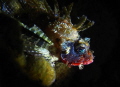 Raggy young Scropion Fish
Night Dive