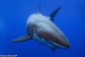 Great White Shark - Cal Ripfin coming in to say hello!