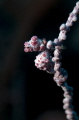 Pygmy Seahorse (Hippocampus bargibanti) taken at 28m.
Nikon 105mm. Twin S&S 110a strobes.