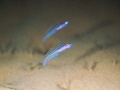 Blue Ribbon Gobies