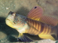 Blue Tailed Shrimp Goby