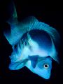 Indigo hamlets spawning in Belize. Vertical crop.