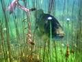 Just snorkeling along slowly looking around and this fellow came up to investigate. Taken with a Pentax Optio W60