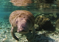 Endangered West Indian Manatee - coming in for her close up!