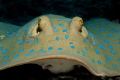 Bluespotted ribbontail ray