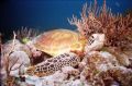 Its a hard life. Taken a few years ago on the great garrier reef, Australia.