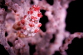 Pygmy seahorse.
Taken in Amed 2012. canon50d, 60mm macro