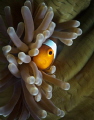 Clownfish looking out from a closed anemone.
Taken around pom pom island in 2012
Canon 50D, 60mm macro, 2 Inon strobes