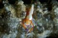 Emperor shrimp on sea cucumber, Philippines. D100, 105mm macro, two strobes