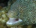 White mouth, white spotted moray - Kapalua Bay, Maui, HI - Shot in shallow water with great light. My tray broke, so I had to hold my strobe, but it allowed me to aim it right at his front teeth!