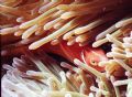 What you lookin at? 
Even though there are heaps of pics of these fellas on this site i thought i would throw one in as well. Taken a few years ago on the great barrier reef, Australia. MM2 camera and strobe.