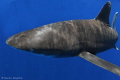 Oceanic Whitetip - bold & beautiful!