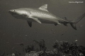 Tiger Beach
Tiger Shark watching me watching her. This is actually my very first glimpse of a Tiger Shark, until this point I had never seen one...