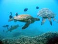 Triple Turtles. This carousel of turtles circle around at a cleaner station near Ahihi Bay, Maui, Hawaii.