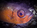 Big eye - Bigeye