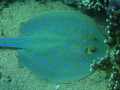 Blue Spotted Ray completely unconcerned about my close presence