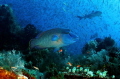 Crystal Rock dive site in Komodo National Park.Flores Sea,  Napoleon Wrasse at feeding time...