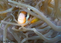 Clownfish hiding in an anemone
Nikon P7000 with 2 Ys-01