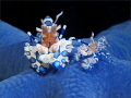 Harlequin shrimp on blue sea star.

Have fun watching.