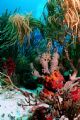 Hard and soft Corals, Aruba. Nikonos V, 20mm lens, Ikelite substrobe 100a.