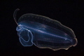 This larval flounder was observed on a blackwater dive off the coast of Kona, Hawaii.