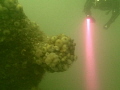 Another shot from recent dive trip to Scapa Flow on German WW1 wrecks. The torchlight highlights the gloomy green conditions prevalent.