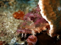 Smilling predator. Shot with G15 at Moalboal dive site.