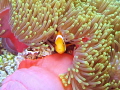 Tomato Clown in host anemone in the South Ari Atol of the Maldives.  Taken with Canon S100 and strobe at 5m.