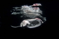 A manta twirls under its own reflection on the manta night dive offshore from Kona, Hawaii.