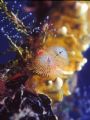 Christmas in the WIT Shoal. Photo taken in the wreck of the WIT Shoal in St. Thomas U.S. Virgin Island . Nikon N70,60mm2.8f Macro housing and lighting by IKELITe ; Velvia ISO