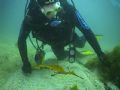 Weedy sea dragon just passing by.
Taken at Jervis bay, Australia right at the bottom of the anchor line on the 1st dive of the trip. Digital video camera in still mode.