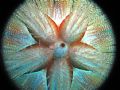 blue-spotted urchin, wailea, maui. 
canon s70, inon d2000, inon macro
