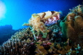 Cuttlefish on reef. Taken with a canon 50D, Tokina 10-17mm, 2 inon strobes