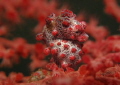 Pygmy seahorse (Hippocampus bargibanti) in its natural habitat on a gorgonian seafan.