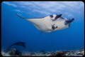 Manta shot from 