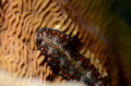 Persian carpet flatworm (Psuedobiceros bedfordi). d7000, nikon 60mm