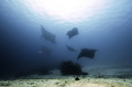 5 reef mantas, around bommie at manta sandy raja ampat.