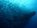 Whaleshark in school of bigeye jacks at Dirty Rock, Cocos Island
Canon 300D 18-55mm Sea & Sea housing