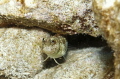 Bullethead Blenny hiding in crevice