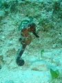 Male seahorse on a shore dive at the dive shop.