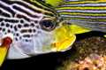 Diagonal banded sweetlips