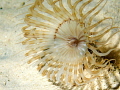 Banded Tube-Dwelling Anemoni