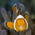 clown fish with parasite in the mouth,nikon D800e,105 macro,gannga island