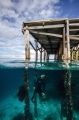 snorkelling under pier in raja ampat