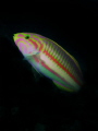 Curious wrasse - have tried uploading countless times but for some reason I can't get rid of the compression artefacts! Grrrrr!