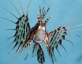 Unlike its relative that has become the scourge of the Caribbean, this Hawaiian turkeyfish (Pterois sphex) is cherished and uncommonly seen only in Hawaii.