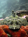 Flathead in Wakatobi