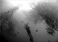 diver photographing a school of barrcuda at malpelo island, colombia
